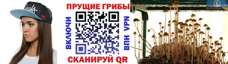 сайты даркнета состав  Химки  Псилоцибиновые грибы мицелий  закладка 